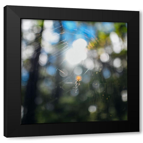 Spider Sunset Black Modern Wood Framed Art Print with Double Matting by Malone, Will