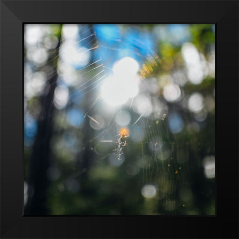 Spider Sunset Black Modern Wood Framed Art Print by Malone, Will