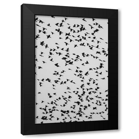 The Birds 2 Black Modern Wood Framed Art Print by Malone, Will