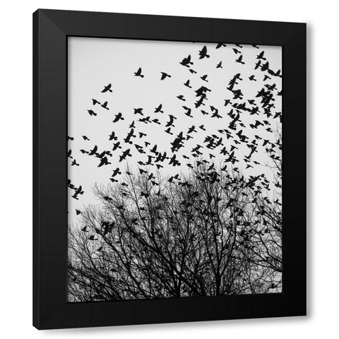 The Birds 3 Black Modern Wood Framed Art Print by Malone, Will