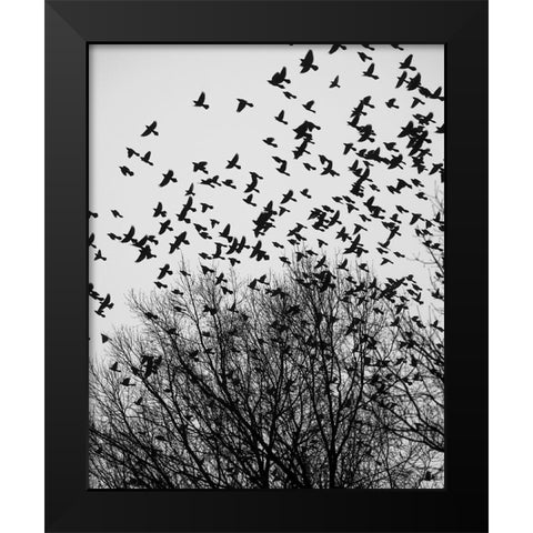 The Birds 3 Black Modern Wood Framed Art Print by Malone, Will