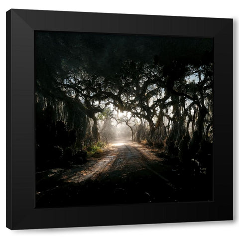 Road in the Woods 3 Black Modern Wood Framed Art Print with Double Matting by Screendoor