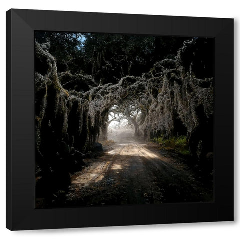 Road in the Woods 4 Black Modern Wood Framed Art Print with Double Matting by Screendoor