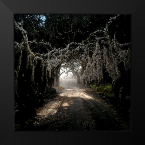 Road in the Woods 4 Black Modern Wood Framed Art Print by Screendoor