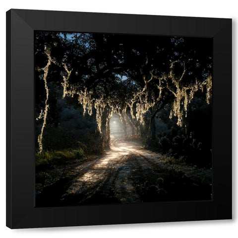 Road in the Woods 7 Black Modern Wood Framed Art Print by Screendoor