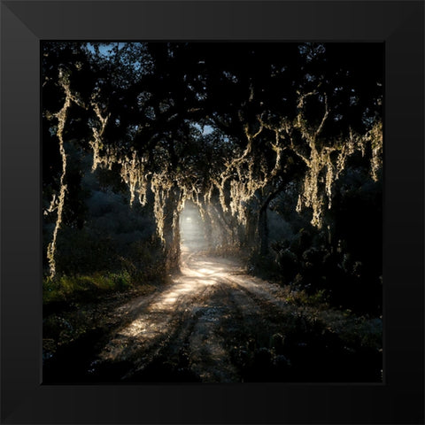 Road in the Woods 7 Black Modern Wood Framed Art Print by Screendoor