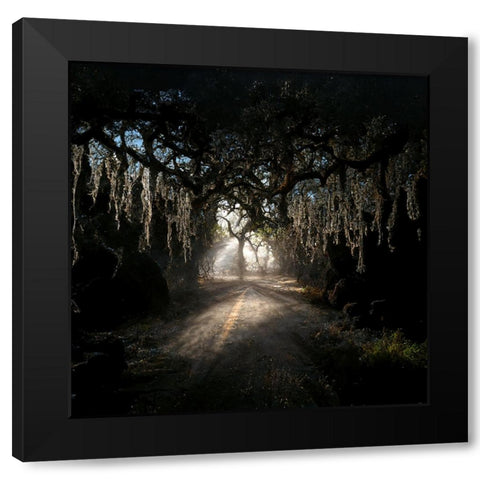 Road in the Woods 8 Black Modern Wood Framed Art Print with Double Matting by Screendoor