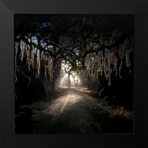 Road in the Woods 8 Black Modern Wood Framed Art Print by Screendoor