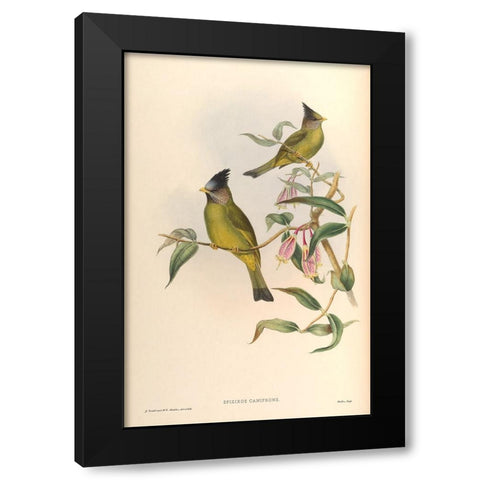 Spizixos Canifrons Black Modern Wood Framed Art Print with Double Matting by CAG