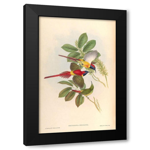 Nectarinia Ignicauda Black Modern Wood Framed Art Print with Double Matting by CAG