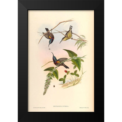 Nectarinia Lotenia Black Modern Wood Framed Art Print by CAG