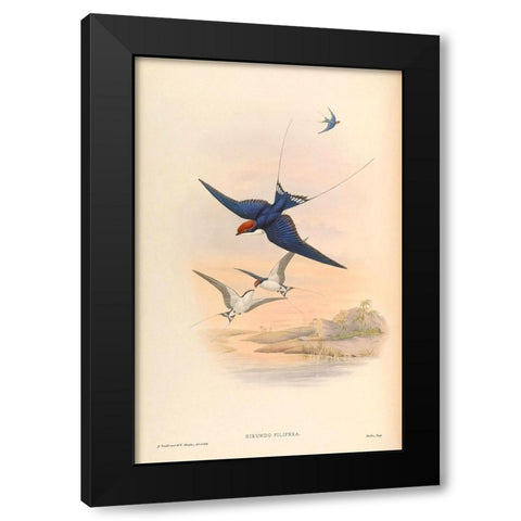 Hirundo Filifera Black Modern Wood Framed Art Print with Double Matting by CAG