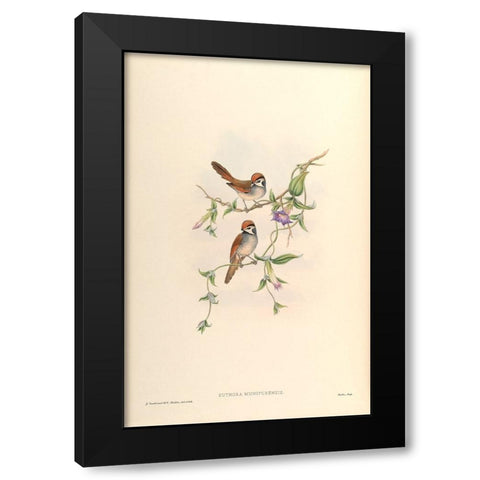 Suthora Munipurensis Black Modern Wood Framed Art Print by CAG