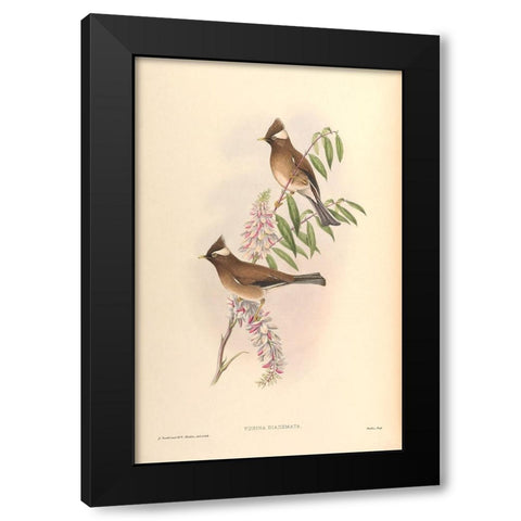 Yuhina Diademata Black Modern Wood Framed Art Print with Double Matting by CAG