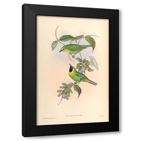 Phyllornis Jerdoni Black Modern Wood Framed Art Print by CAG