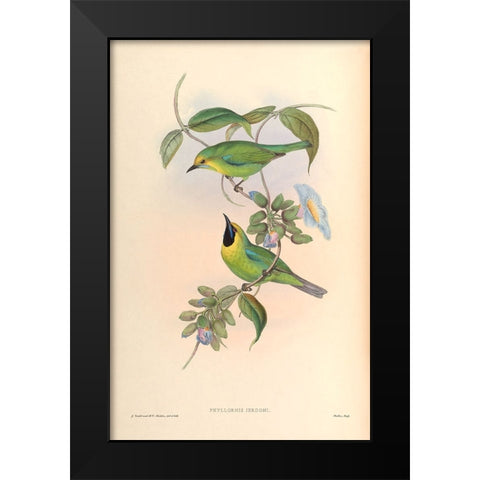 Phyllornis Jerdoni Black Modern Wood Framed Art Print by CAG