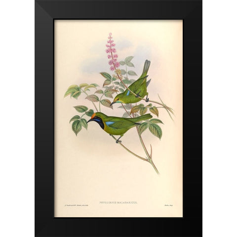 Phyllornis Malabaricus Black Modern Wood Framed Art Print by CAG