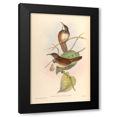 Pomatorhinus Erythrocnemis Black Modern Wood Framed Art Print by CAG