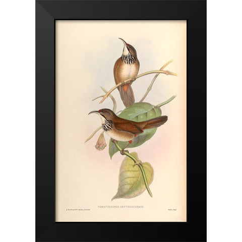 Pomatorhinus Erythrocnemis Black Modern Wood Framed Art Print by CAG