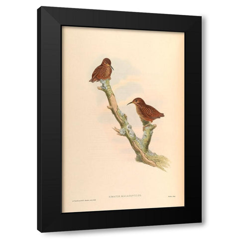Rimator Malacoptilus Black Modern Wood Framed Art Print by CAG