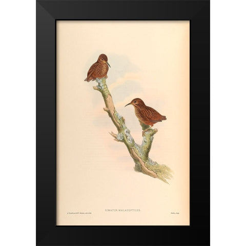Rimator Malacoptilus Black Modern Wood Framed Art Print by CAG