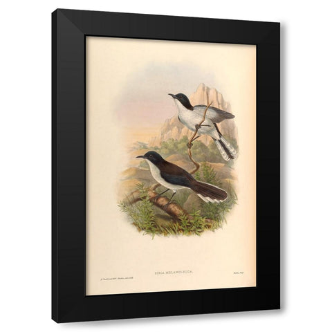 Sibia Melanoleuca Black Modern Wood Framed Art Print by CAG