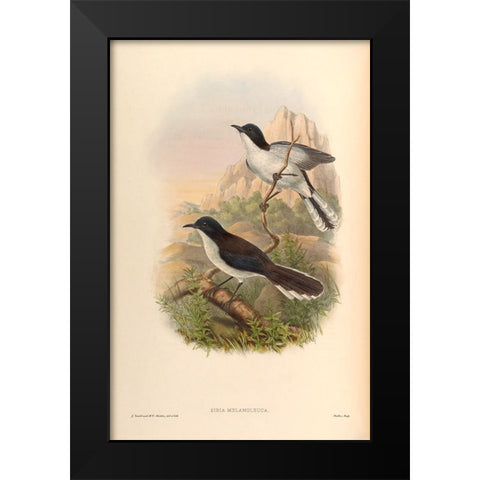 Sibia Melanoleuca Black Modern Wood Framed Art Print by CAG
