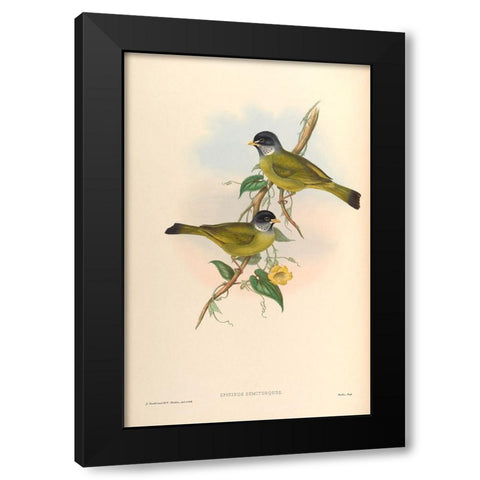 Spizixos Semitorques Black Modern Wood Framed Art Print with Double Matting by CAG