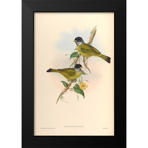 Spizixos Semitorques Black Modern Wood Framed Art Print by CAG