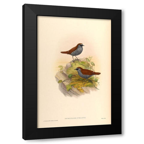 Drymochares Stellatus Black Modern Wood Framed Art Print by CAG