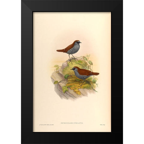 Drymochares Stellatus Black Modern Wood Framed Art Print by CAG