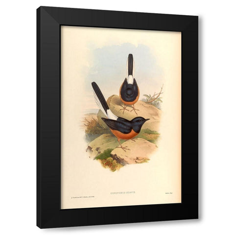 Copsychus Suavis Black Modern Wood Framed Art Print by CAG