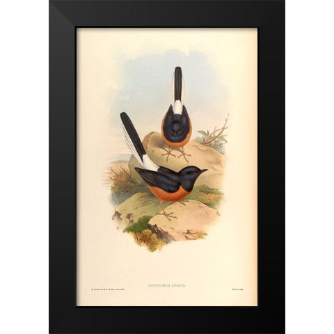 Copsychus Suavis Black Modern Wood Framed Art Print by CAG