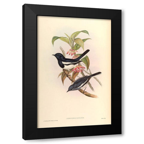 Copsychus Saularis Black Modern Wood Framed Art Print by CAG