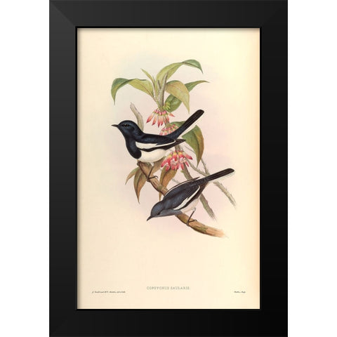 Copsychus Saularis Black Modern Wood Framed Art Print by CAG
