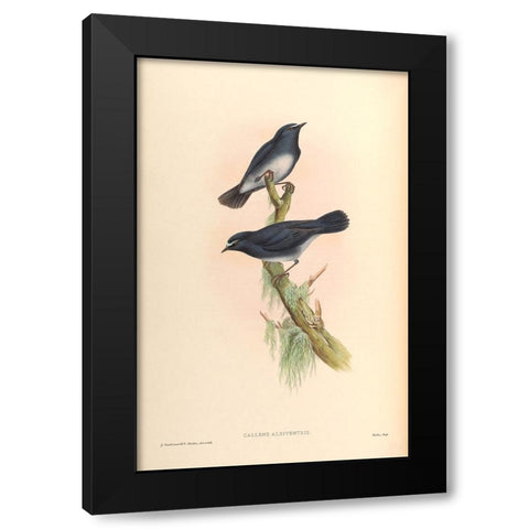 Callene Albiventris Black Modern Wood Framed Art Print by CAG