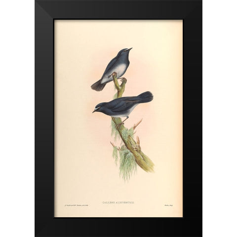 Callene Albiventris Black Modern Wood Framed Art Print by CAG