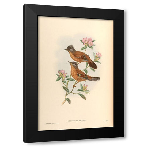 Actinodura Waldeni Black Modern Wood Framed Art Print by CAG