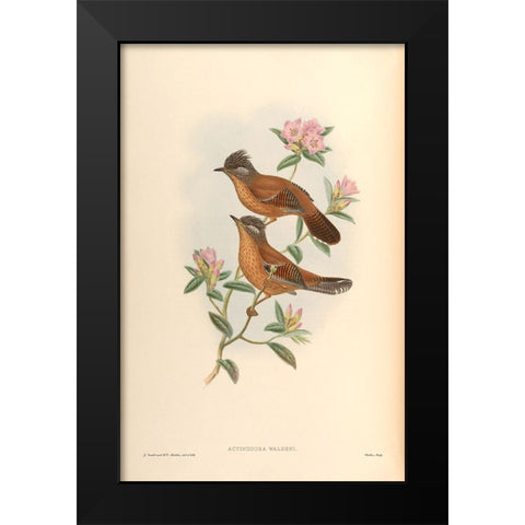 Actinodura Waldeni Black Modern Wood Framed Art Print by CAG