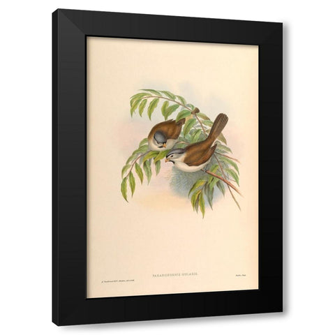 Paradoxornis Gularis Black Modern Wood Framed Art Print by CAG