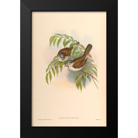 Paradoxornis Gularis Black Modern Wood Framed Art Print by CAG