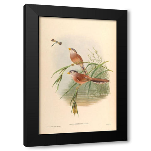 Paradoxornis Heudei Black Modern Wood Framed Art Print by CAG