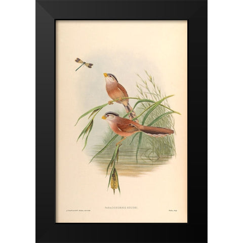 Paradoxornis Heudei Black Modern Wood Framed Art Print by CAG