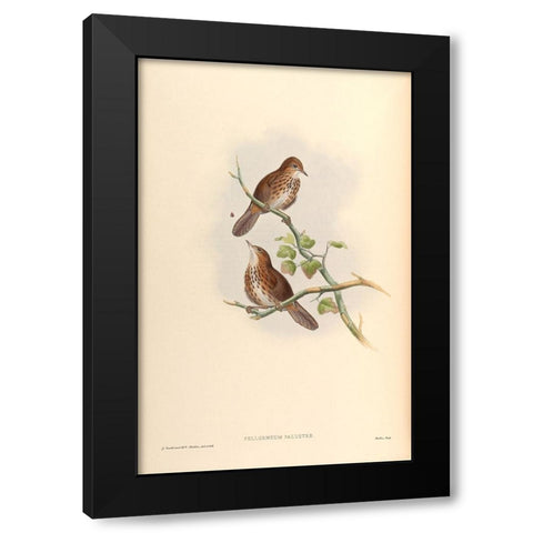 Pellorneum Palustre Black Modern Wood Framed Art Print by CAG