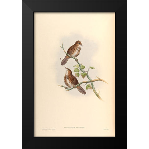 Pellorneum Palustre Black Modern Wood Framed Art Print by CAG