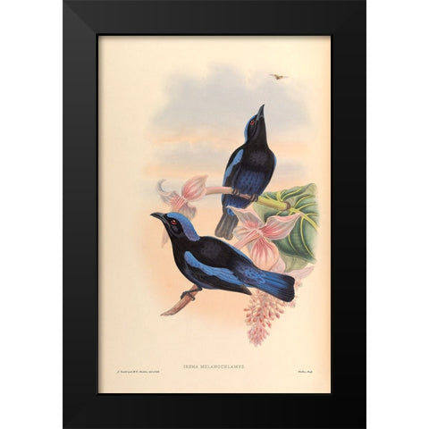 Irena Melanochlamys Black Modern Wood Framed Art Print by CAG