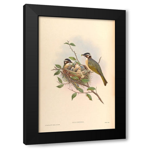 Ixus Sinensis Black Modern Wood Framed Art Print by CAG