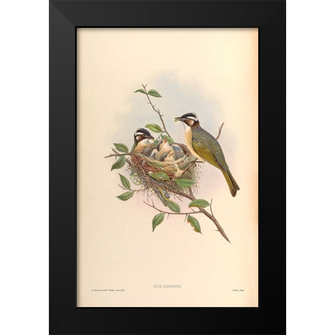 Ixus Sinensis Black Modern Wood Framed Art Print by CAG