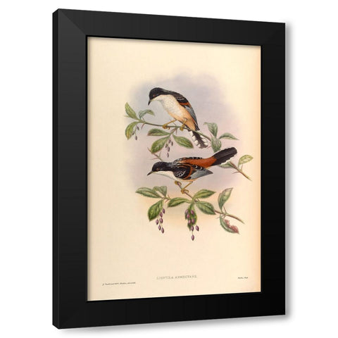 Lioptila Annectans Black Modern Wood Framed Art Print by CAG