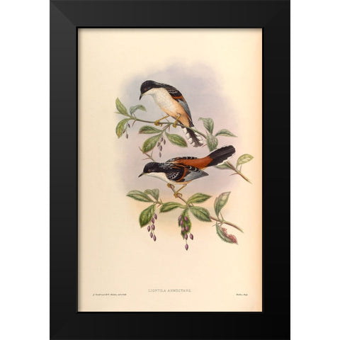 Lioptila Annectans Black Modern Wood Framed Art Print by CAG